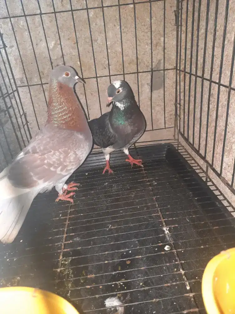 Burung dara sepasang siap jadi player tinggal lanjutin aja..