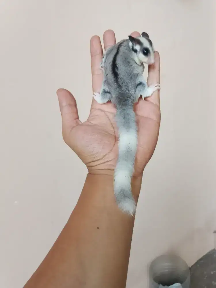 Sugar glider Moza ring tail jantan