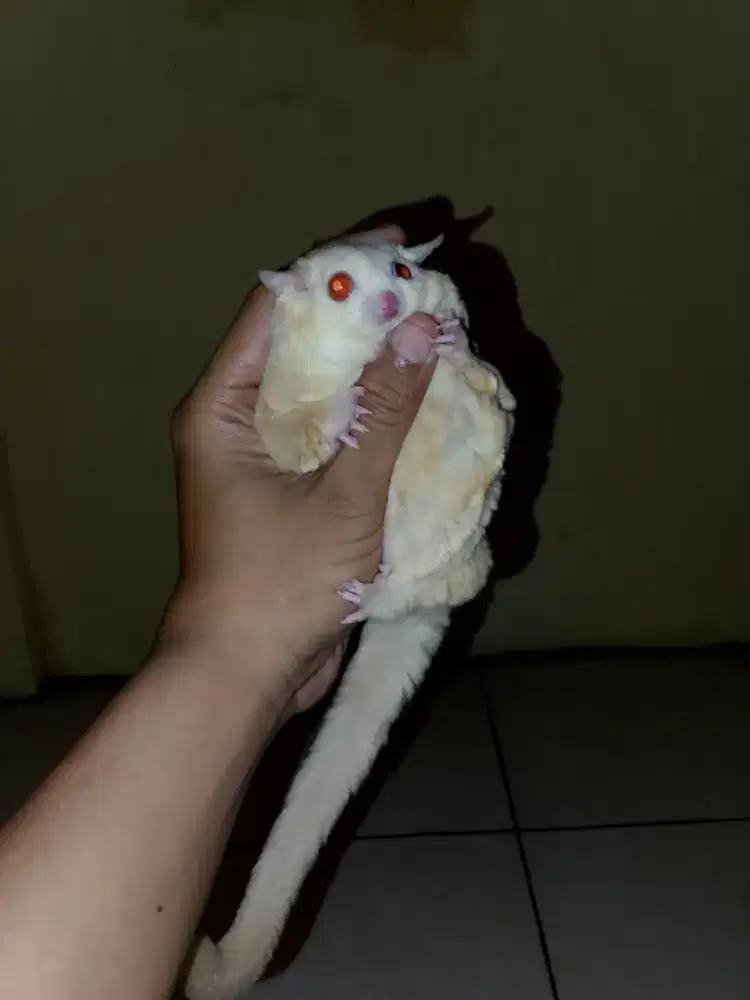 Sugar glider creamino obes betina