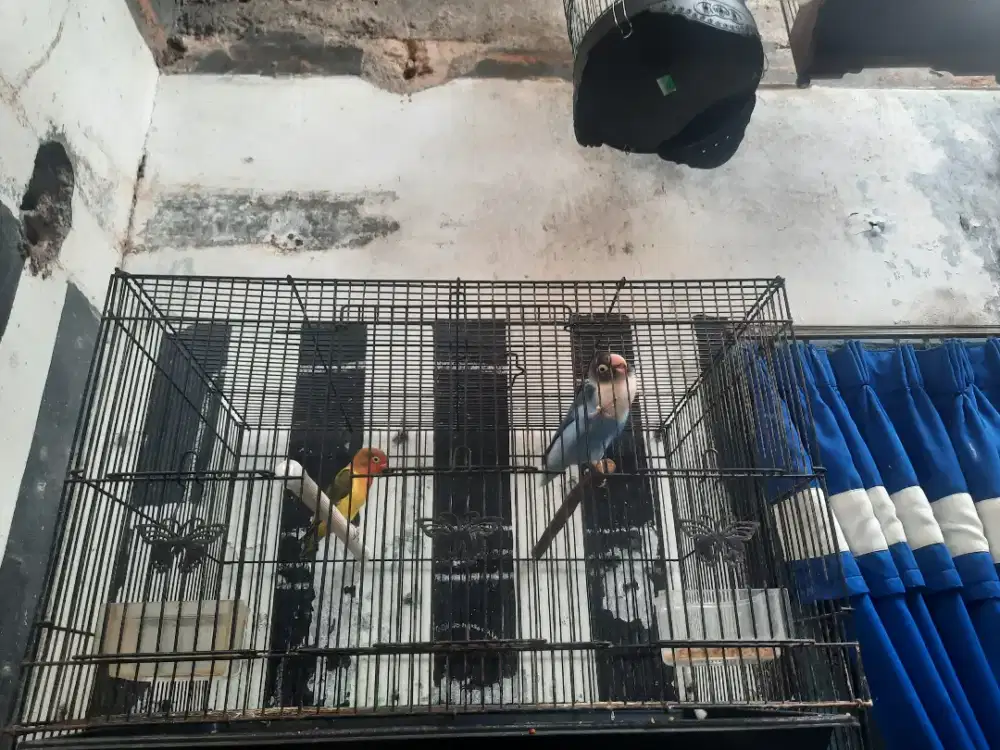 Lovebird sepasang siap produksi..