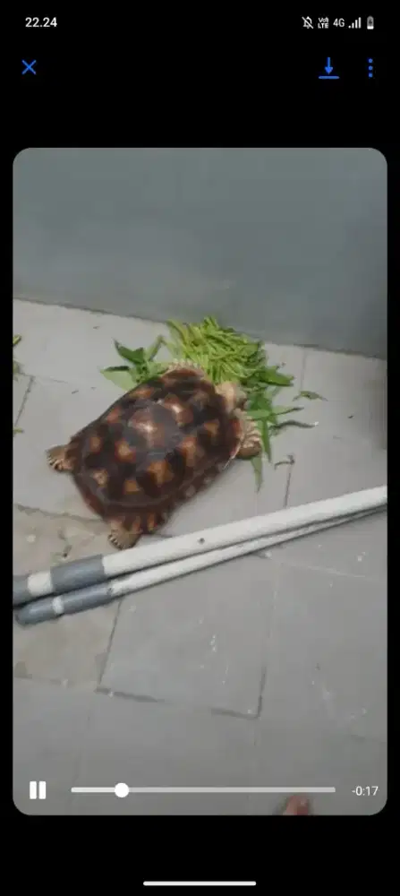 kura kira sulcata jantan