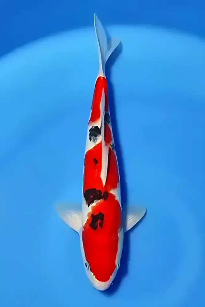 Koi Sanke Super Quality