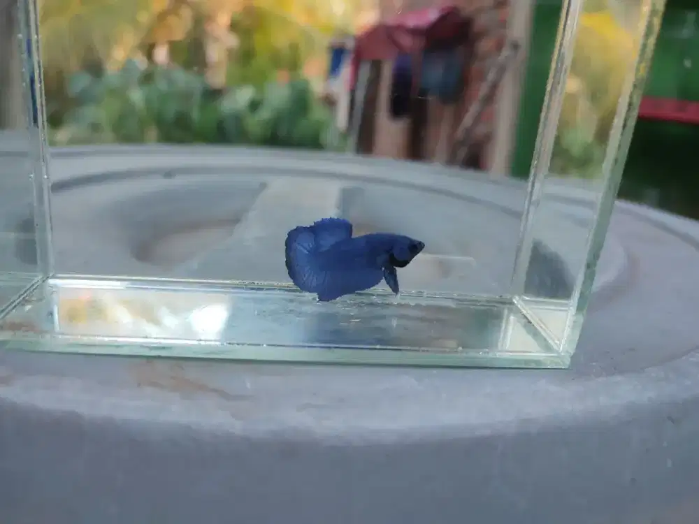 Ikan cupang solid biru