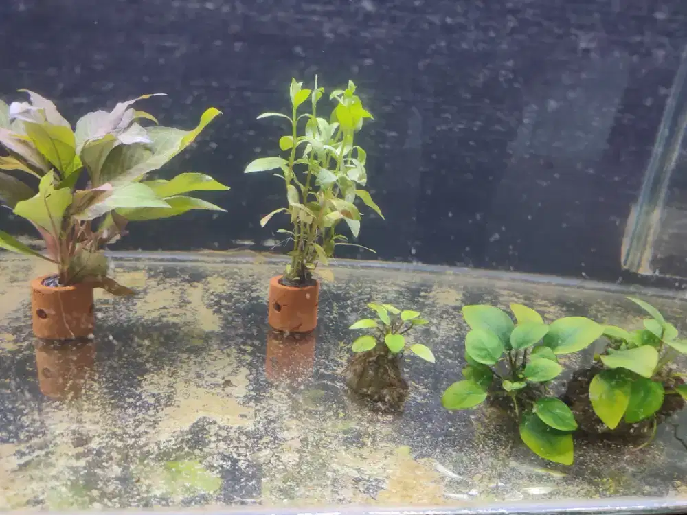 Tanaman aquascape