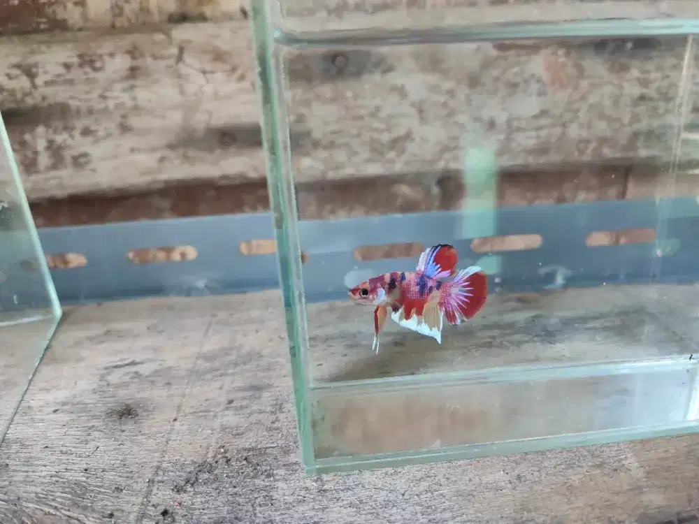 Ikan cupang plakat multicolour