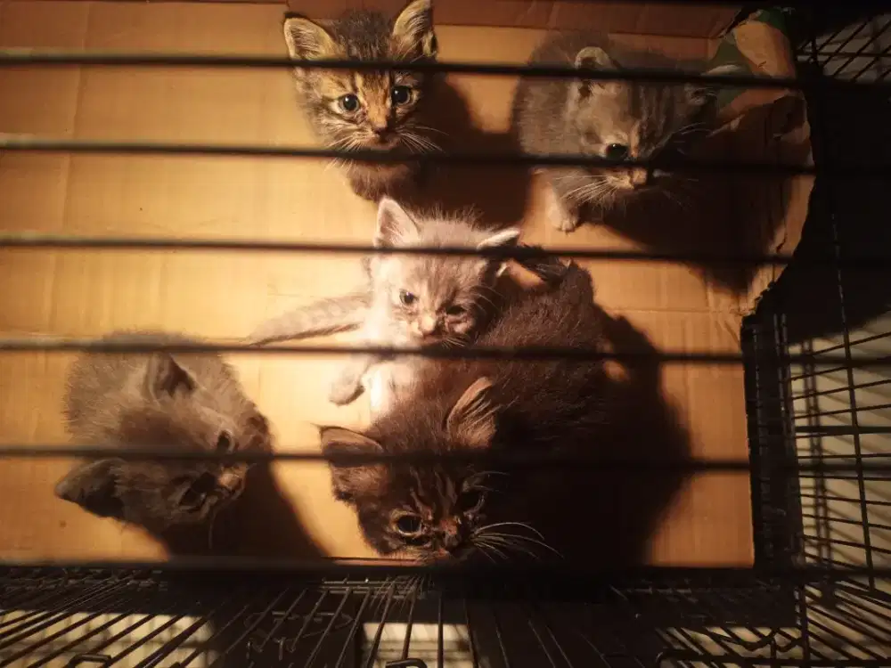 Anakan kucing persia