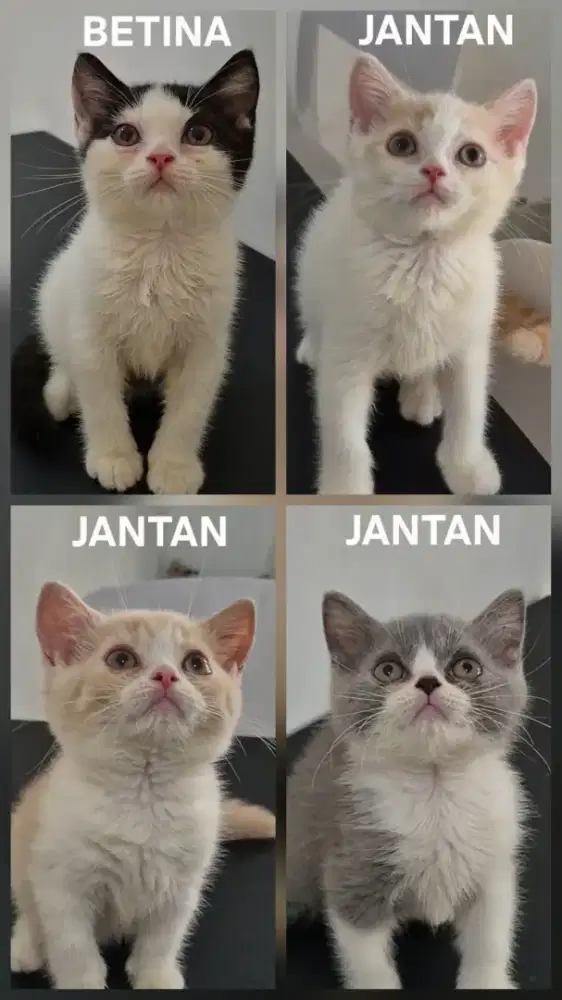 BSH (BRITISH SHORT HAIR) INDUK + KITTEN