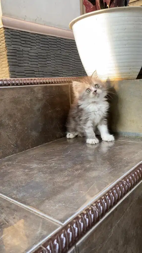 Kucing kitten persia flatnose munchkin