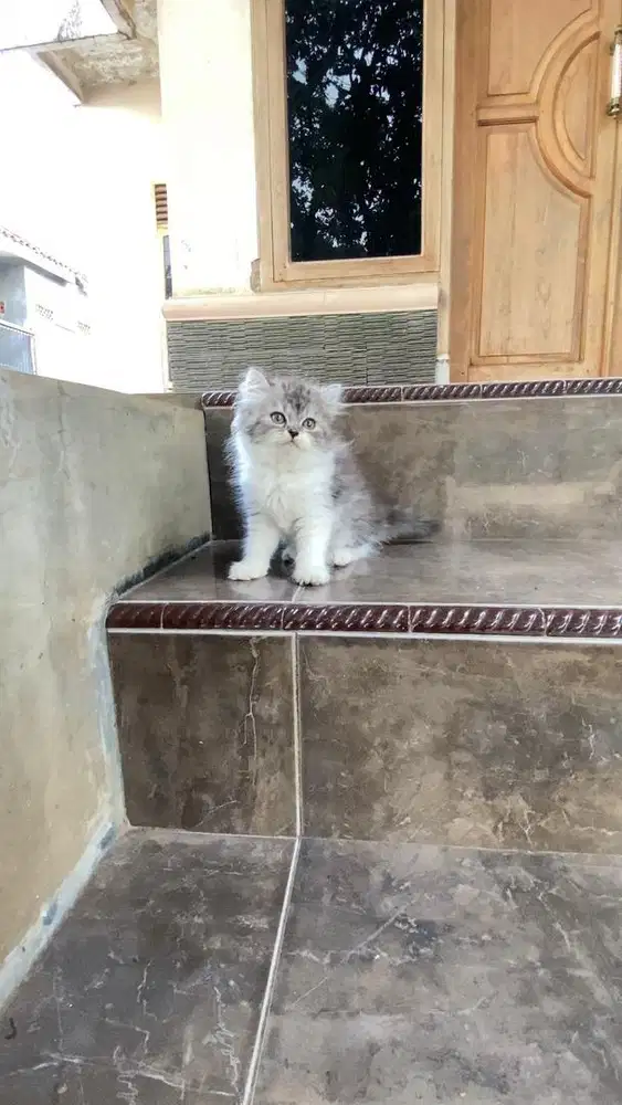 Kitten kucing persia flatnose munchkin