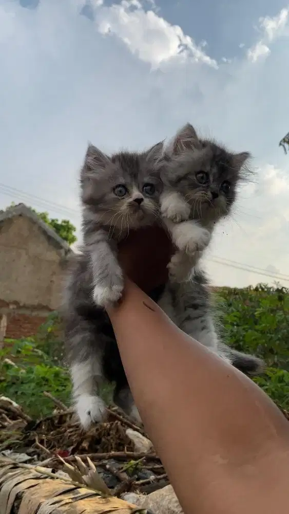 2 ekor kucing kitten persia flatnose munchkin