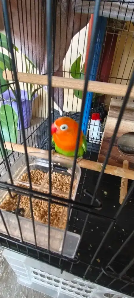 Burung Lovebird Lb Biola Baby 3bln