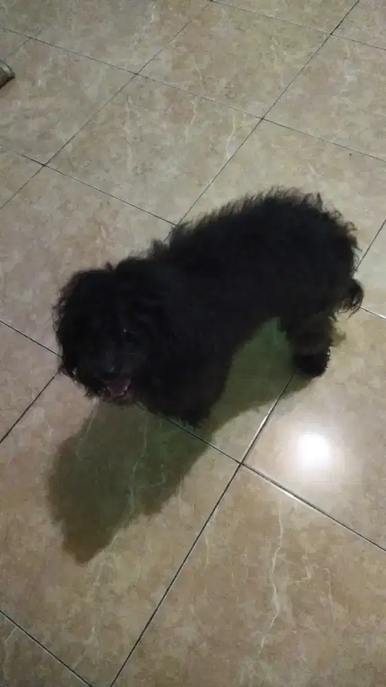 Anjing Poodle betina