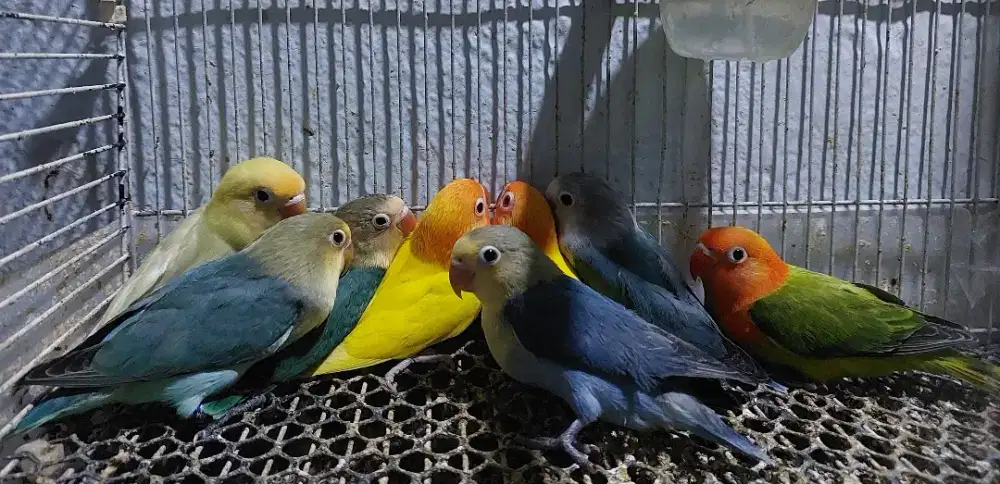 Lovebird borongan