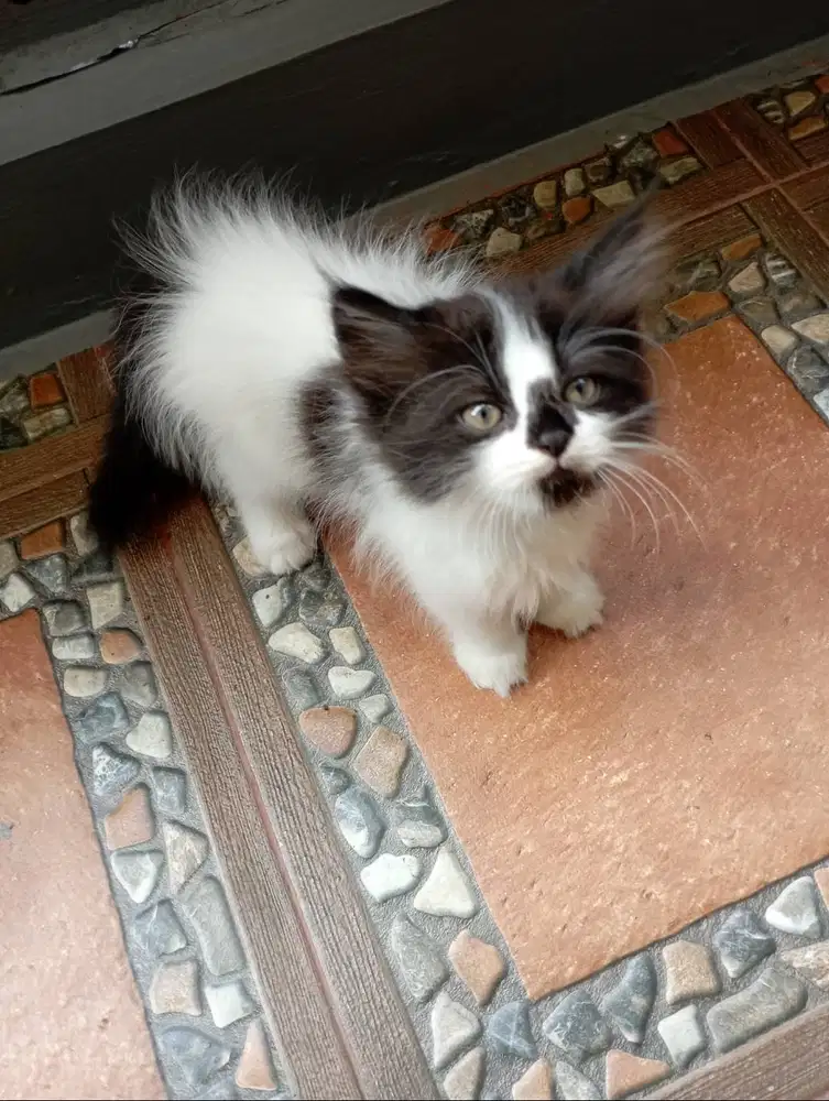 Lepas Adopsi Kitten Persia BETINA Indukan Ragdoll Mix Medium Longhair