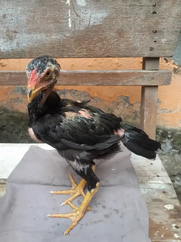 Anak ayam bagus