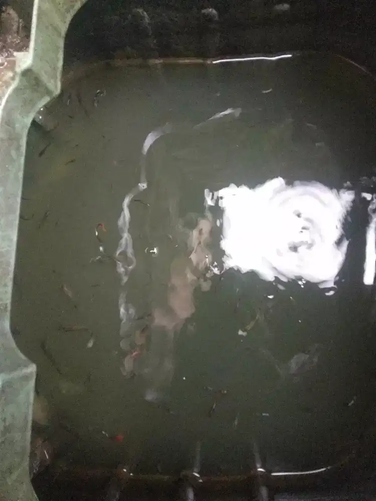 Ikan Guppy borongan