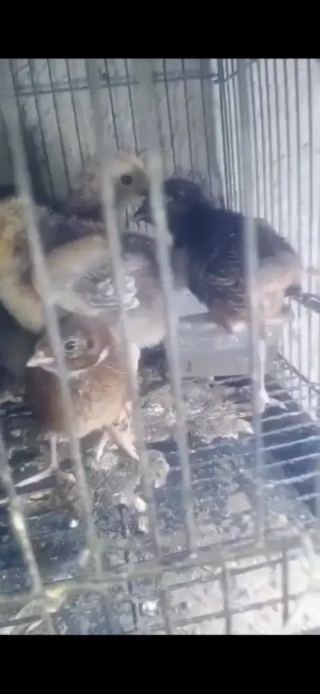 anakan ayam ringneck pheasent hijau