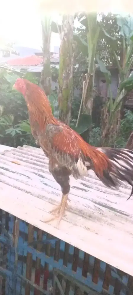 Jual ayam Birma