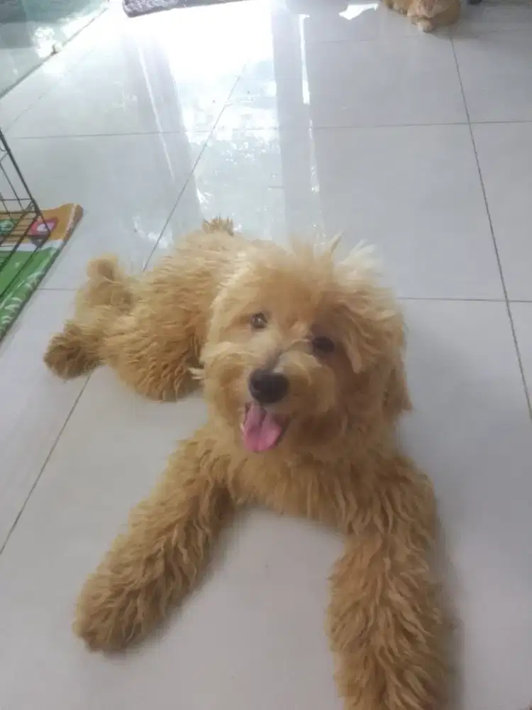 Maltipo doggy 6 bulan