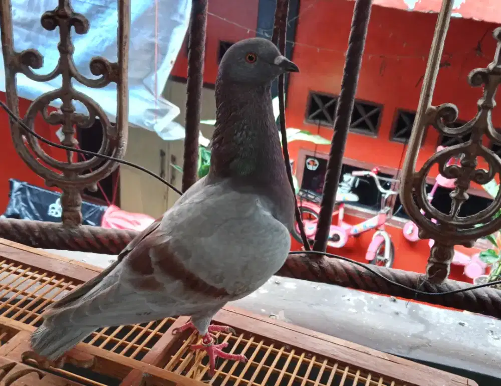 Burung dara merpati kolong bahan
