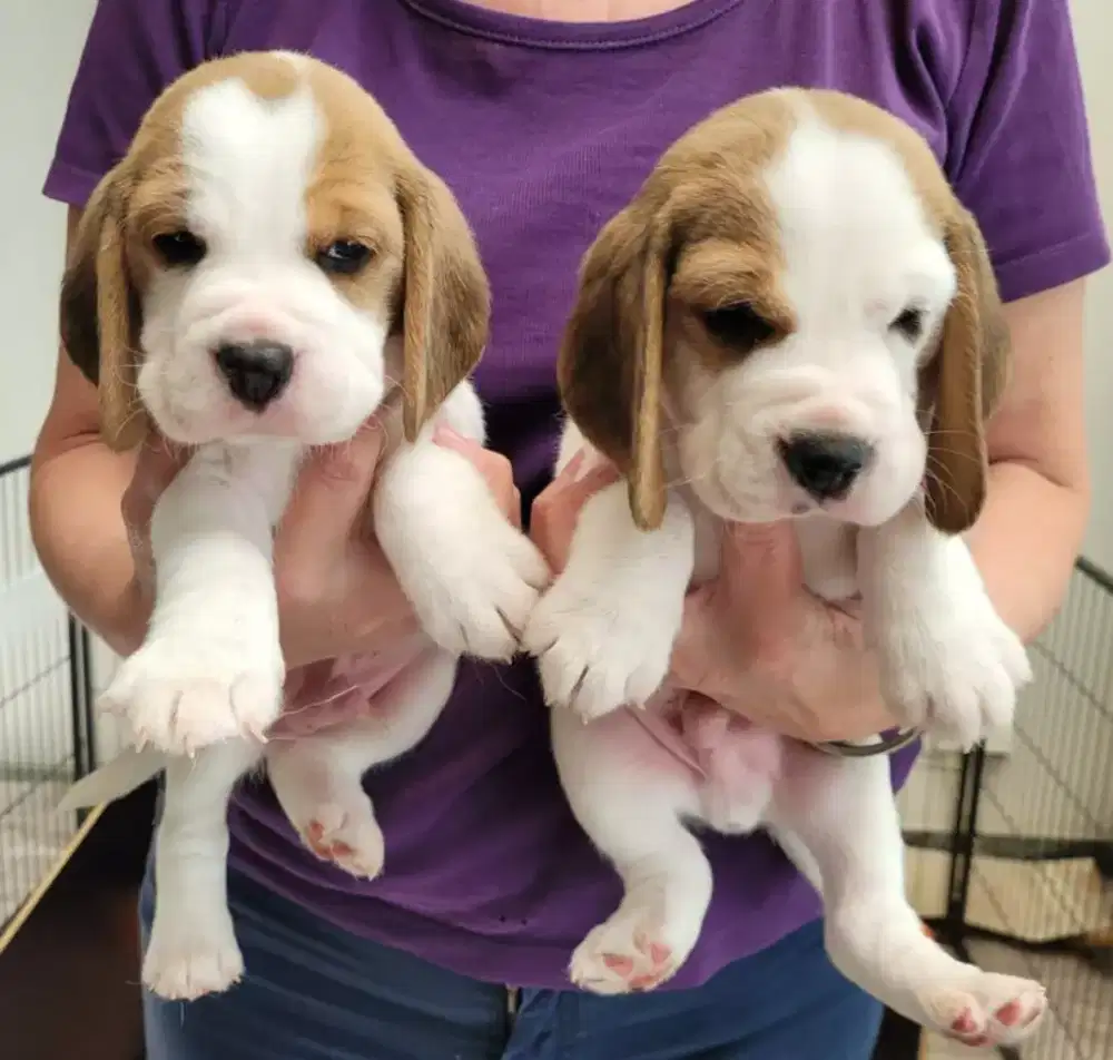 DIJUAL ANJING  BEAGLE
