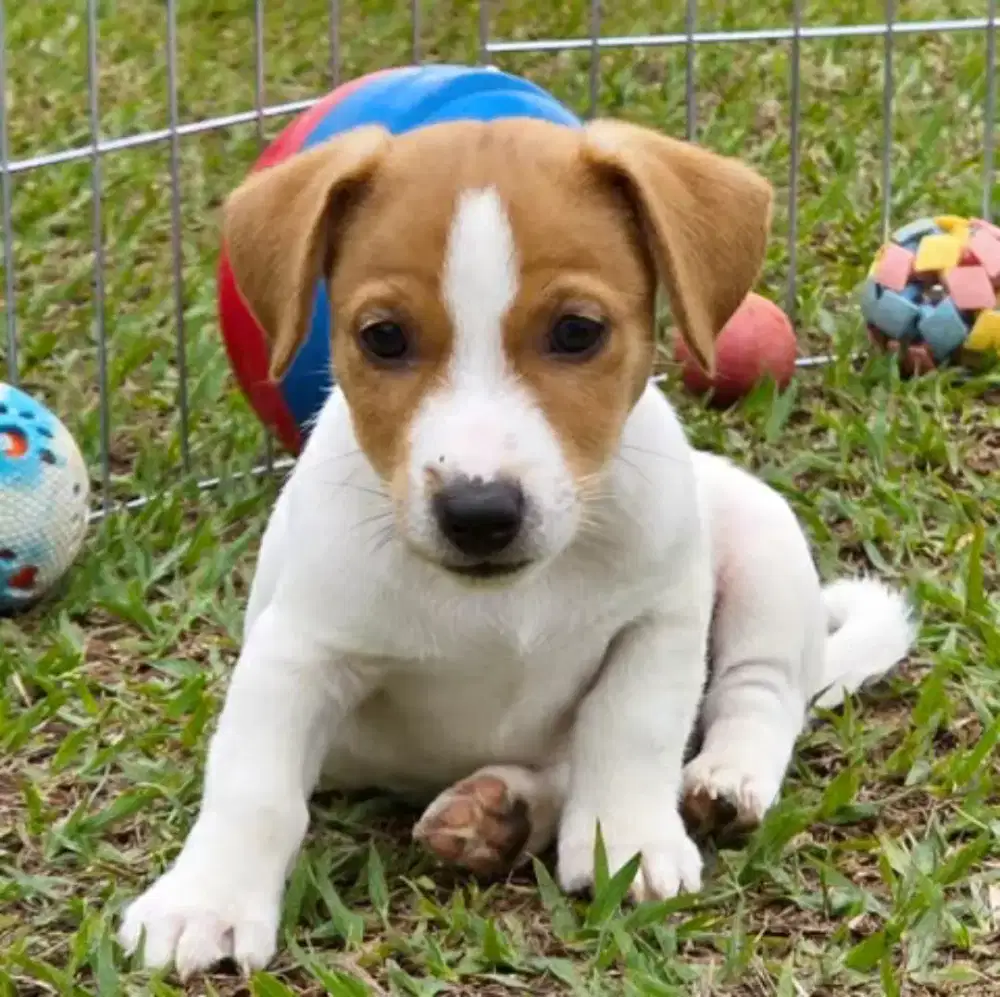 DIJUAL ANJING JACK RUSSELL TERRIER