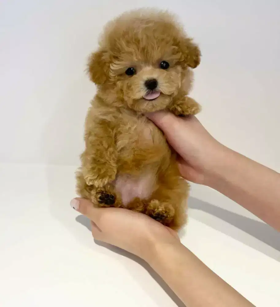 DIJUAL ANJING MALTESE MIX POODLE