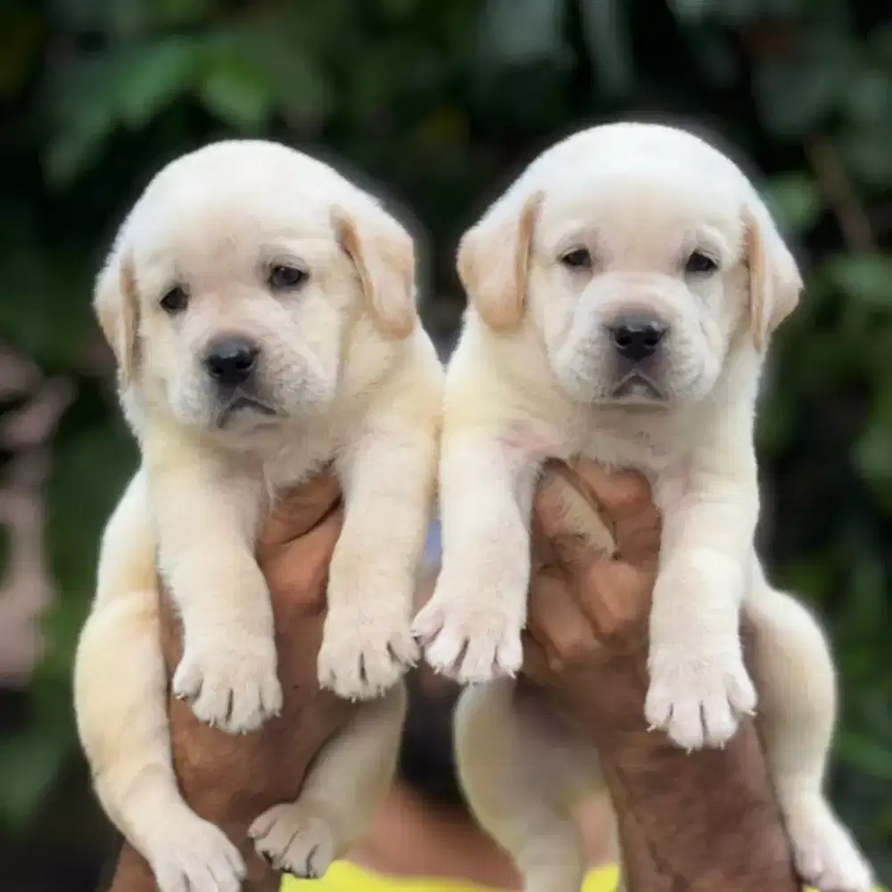 DIJUAL ANJING LABRADOR RETRIEVER