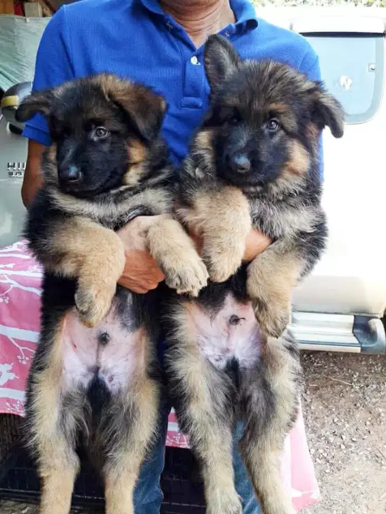 DIJUAL ANJING HERDER GSD