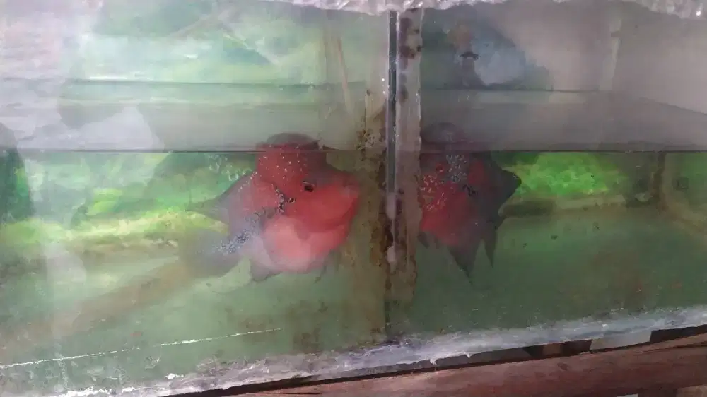 Ikan louhan kamfa