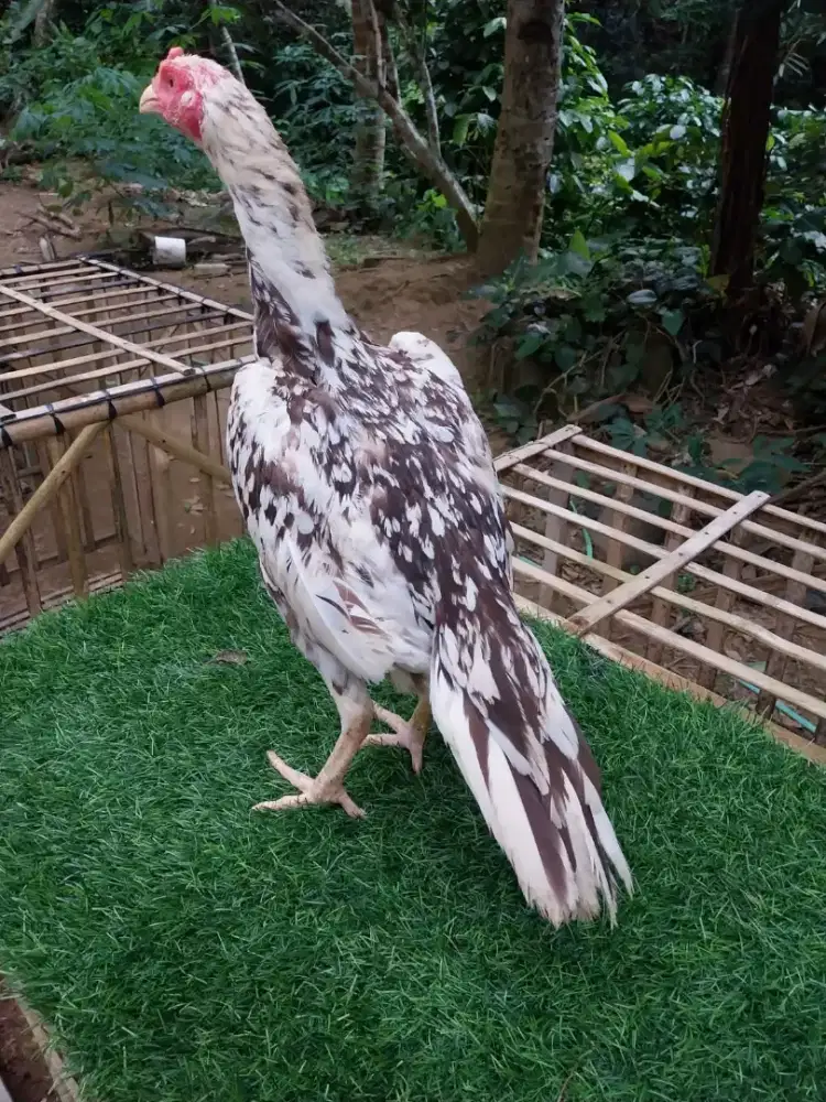 Ayam BK Ekor Lidi Betina