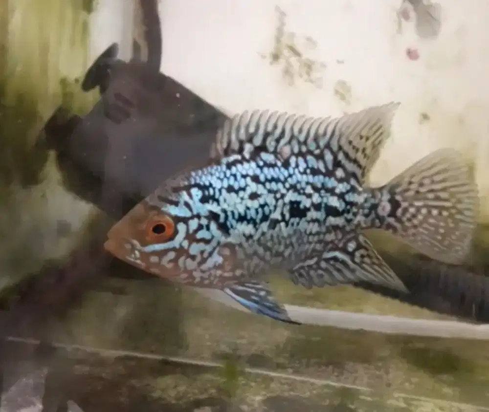 Ikan louhan kamfa f3 male