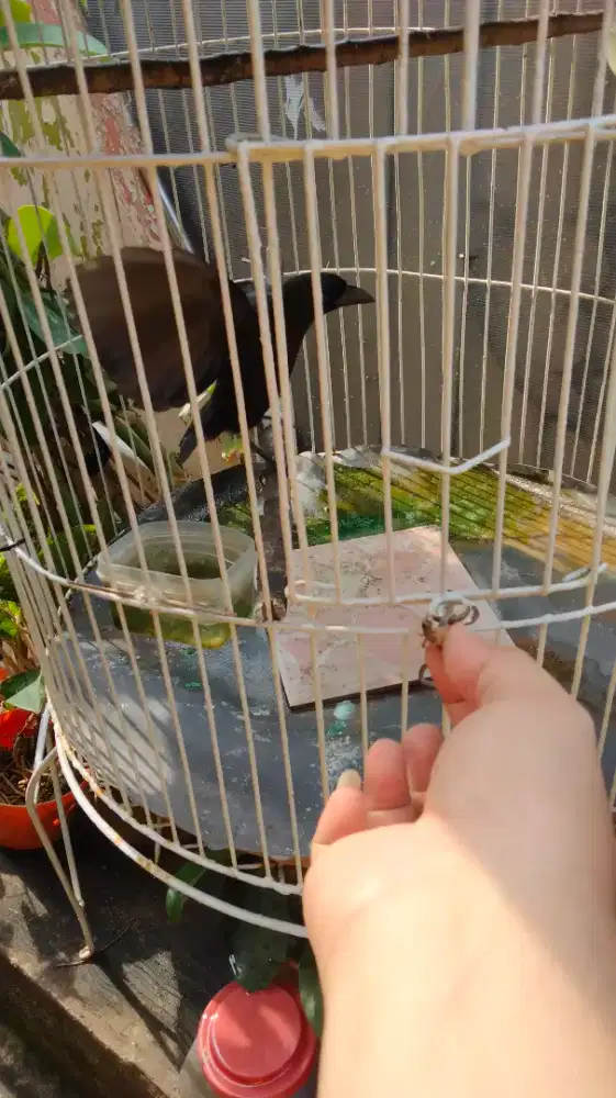 Kandang Besi mau di pakai