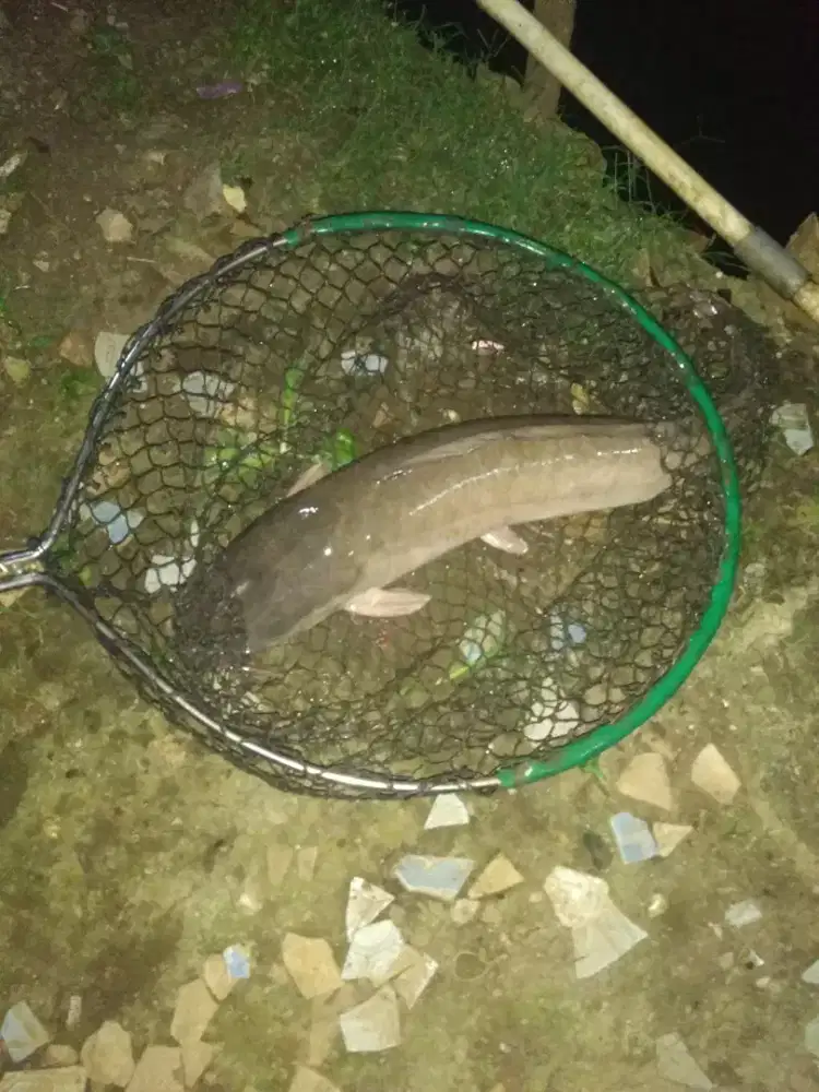 Dijual babon lele