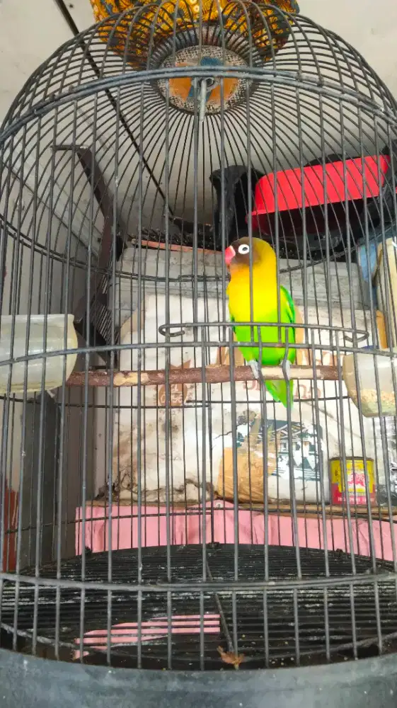 Kandang LB tanggung