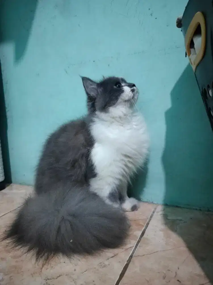 Terima Adopsi kucing