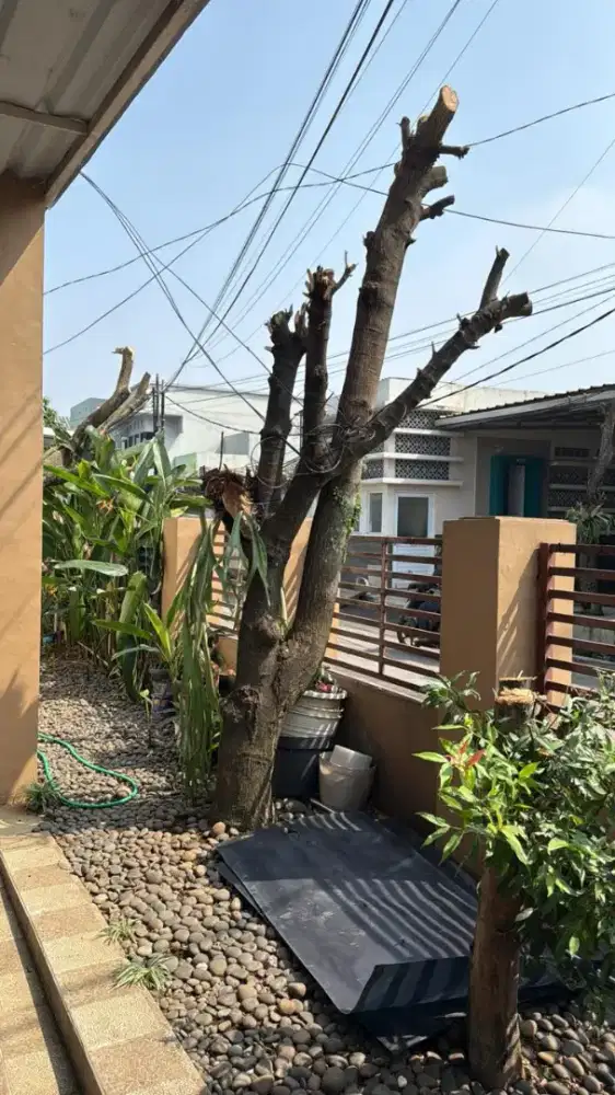 Jasa tebang pohon dan potong rumput