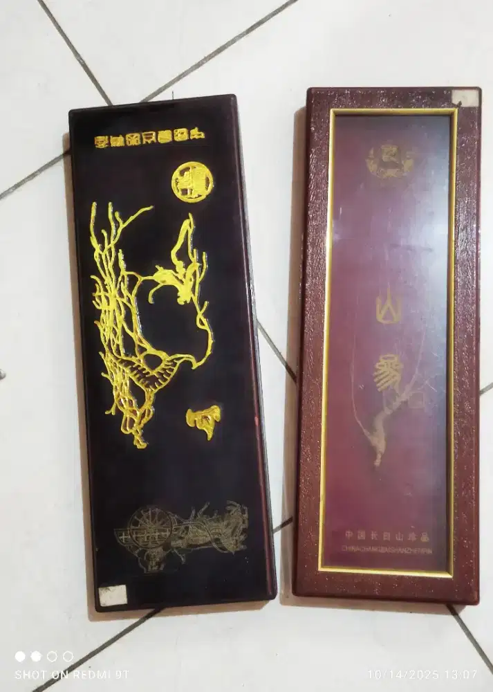 Akar ginseng mungkin ada yang cari