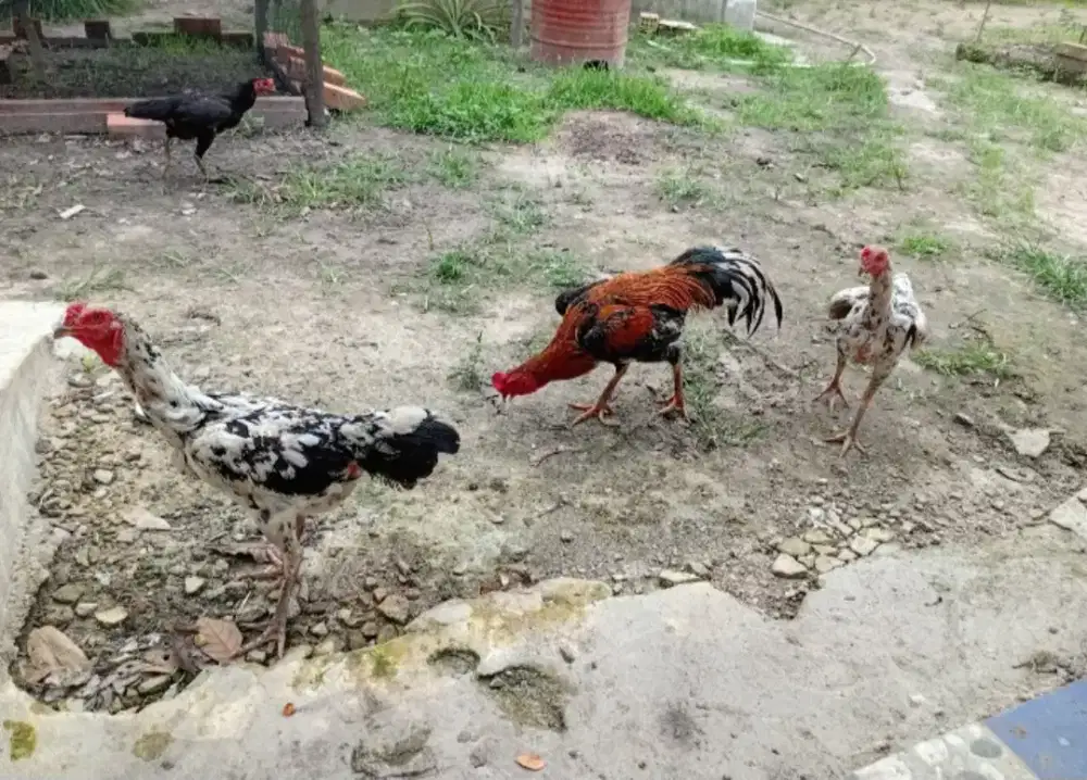 Jual Ayam kampung