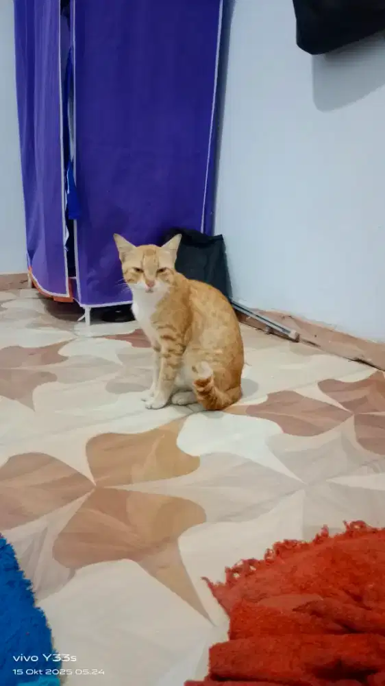 Kucing oren loreng