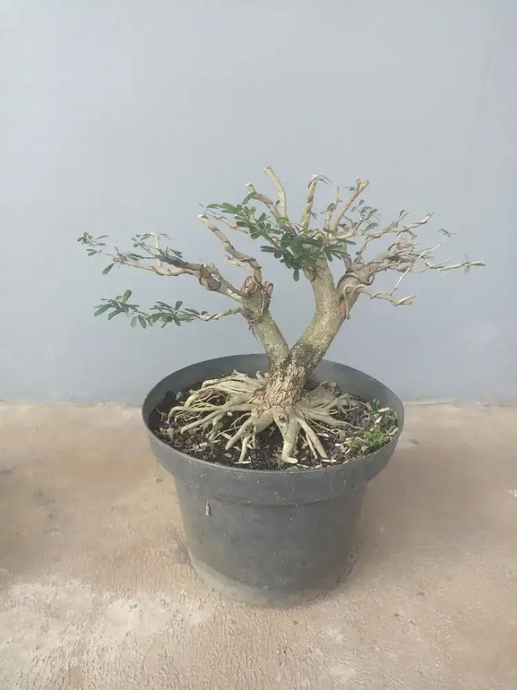 BAHAN BONSAI SAENG SIMBUR VIETNAM 3