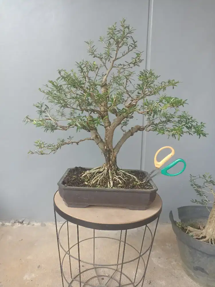 Bonsai Saeng Simbur Vietnam