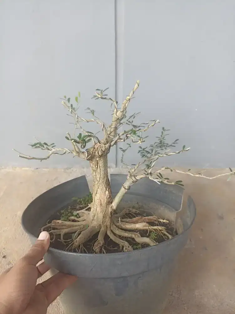BAHAN BONSAI SAENG SIMBUR VIETNAM 2