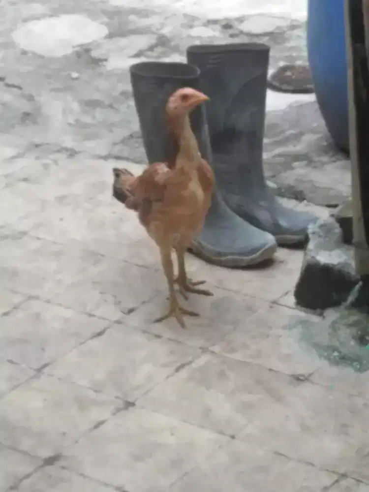 Ayam Bangkok Mangon
