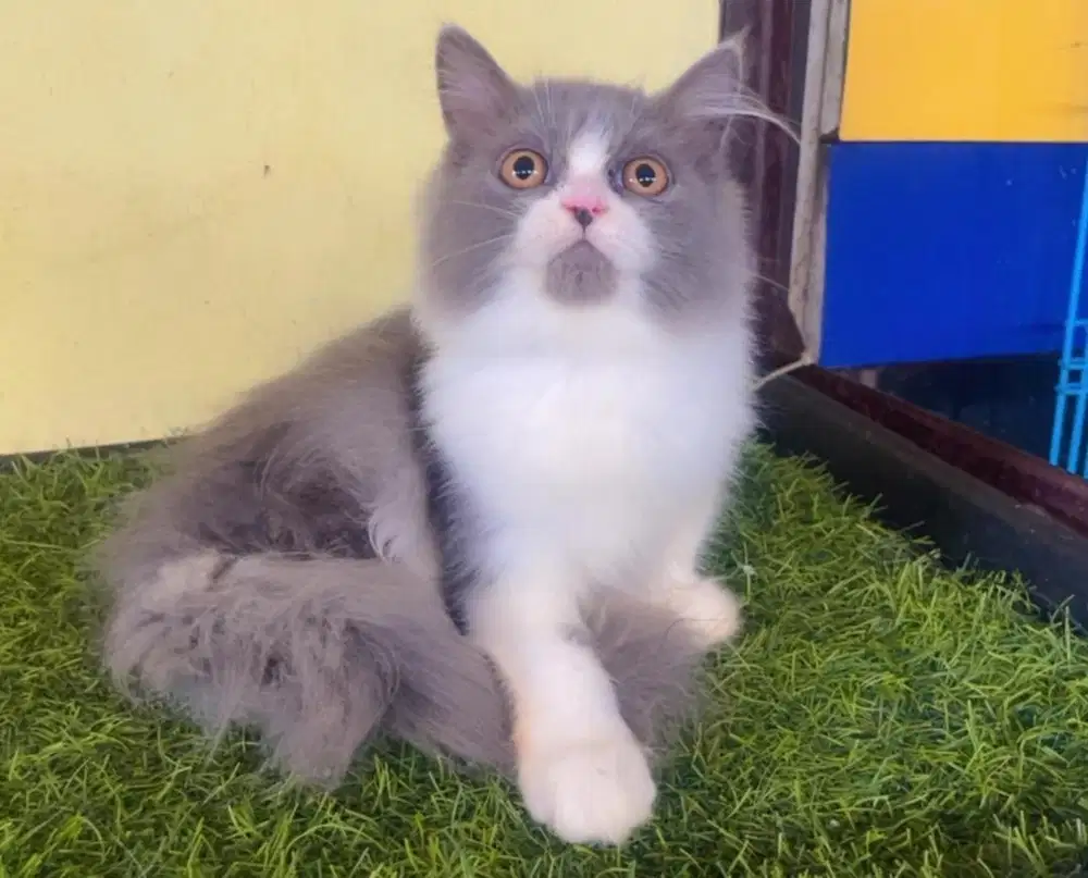 Kucing ras persia kitten jantan abu putih