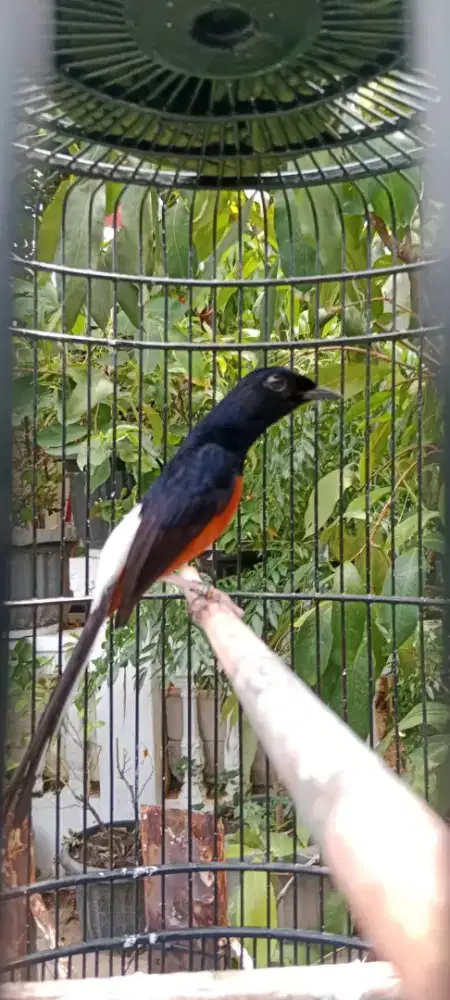 Burung murai baru medan gacor