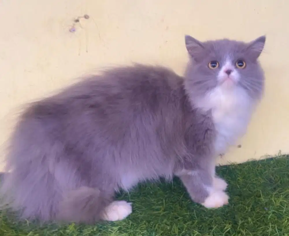 Kucing ras persia kitten betina 3.5 bln