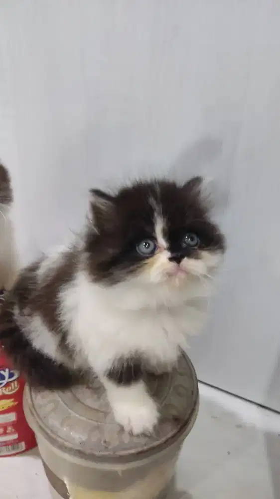 kitten jantan hitam putih
