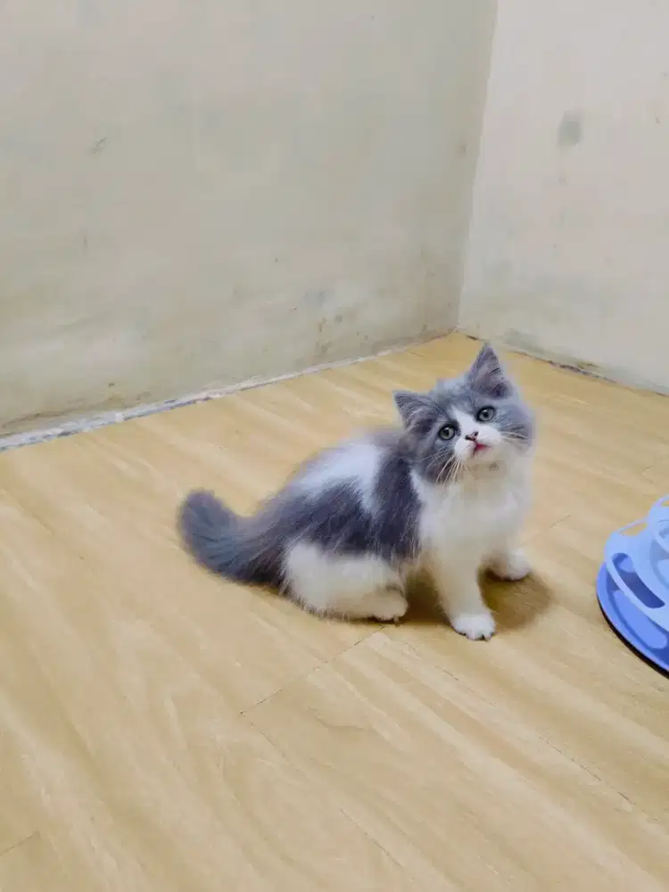 Kitten Persia betina