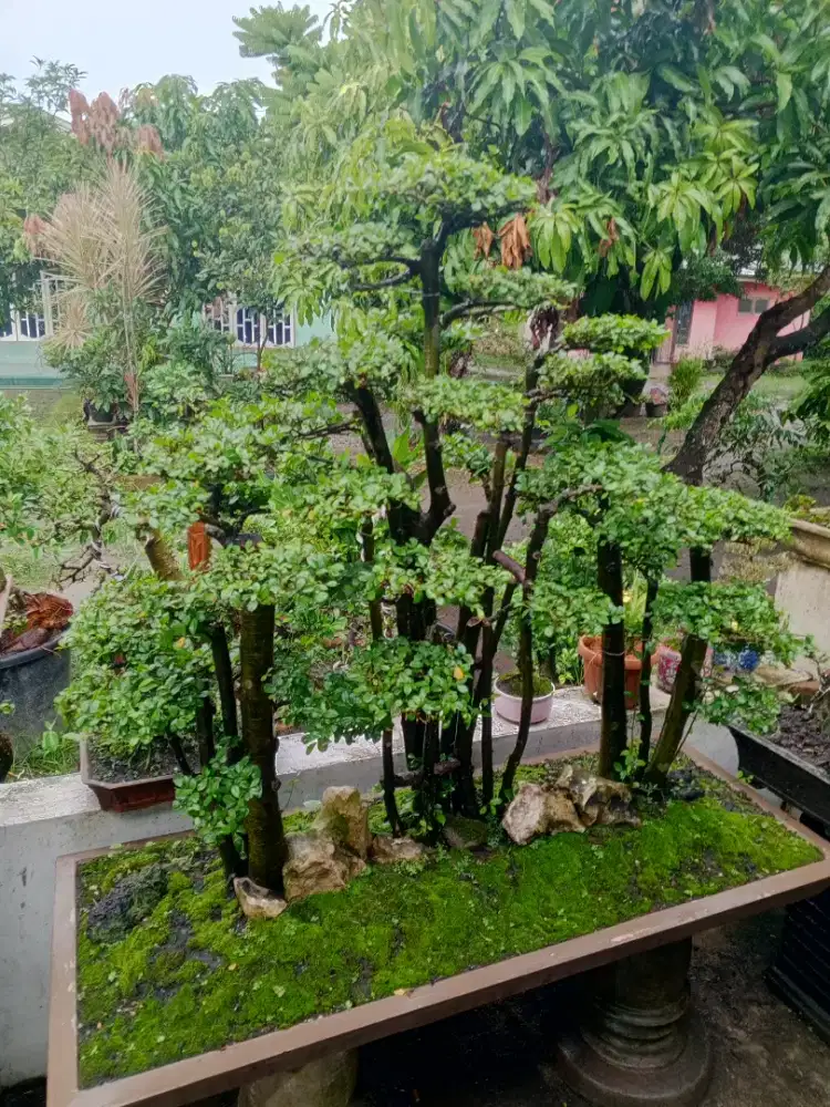 bonsai serut hias